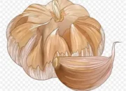 Bawang Putih Mentah