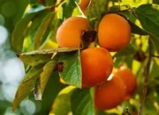 Manfaat Buah Kesemek: Kaya Antioksidan, Tinggi Serat, dan Cocok untuk Menurunkan Berat Badan Secara Alami