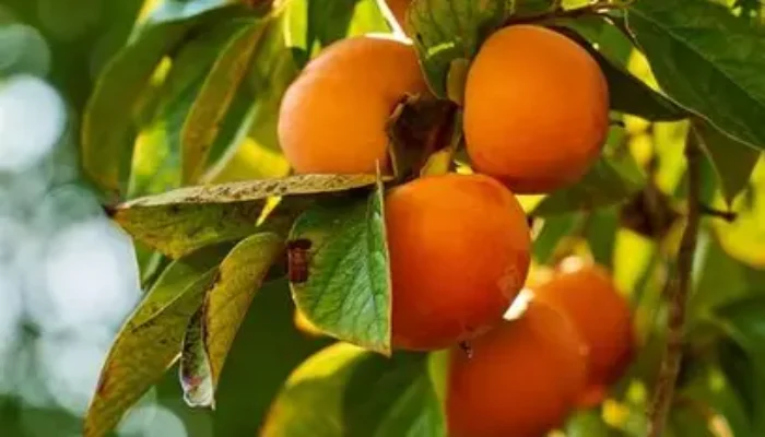 Manfaat Buah Kesemek: Kaya Antioksidan, Tinggi Serat, dan Cocok untuk Menurunkan Berat Badan Secara Alami