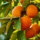 Buah Kesemek