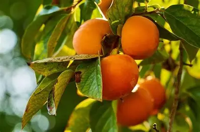 Buah Kesemek