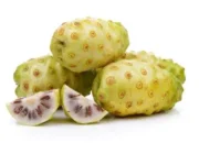 Buah Mengkudu