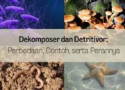 Perbedaan Dekomposer dan Detritivor: Peran Penting dalam Ekosistem dan Pengurai Alami yang Jarang Disadari