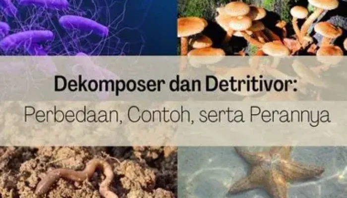 Perbedaan Dekomposer dan Detritivor: Peran Penting dalam Ekosistem dan Pengurai Alami yang Jarang Disadari