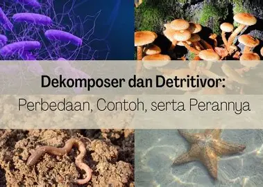 Dekomposer dan Detritivor