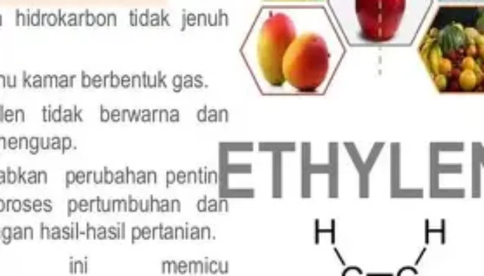 Jelaskan Kegunaan dari Hormon Etilen dalam Mengatur Pertumbuhan, Pematangan Buah, dan Respons Tanaman terhadap Lingkungan