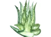 Lidah Buaya