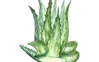 Lidah Buaya