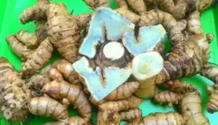 Rahasia Alam Temu Ireng: Tanaman Herbal Kaya Manfaat untuk Kesehatan