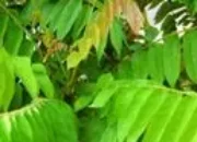 daun blimbing