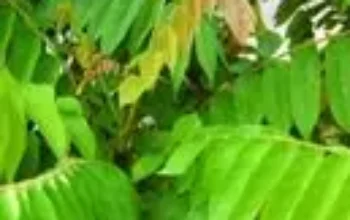 daun blimbing