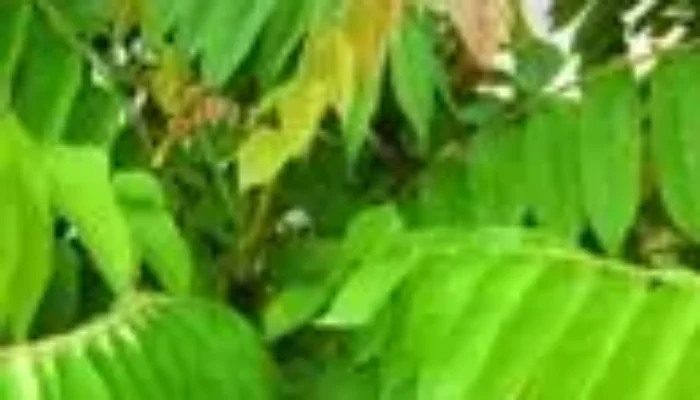 Ragam Manfaat Daun Belimbing Wuluh untuk Kesehatan Tubuh, Perawatan Alami, dan Solusi Tradisional Herbal