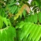 daun blimbing