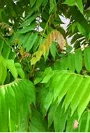 daun blimbing