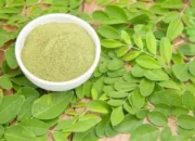 daun kelor bubuk