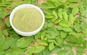 daun kelor bubuk