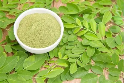 daun kelor bubuk
