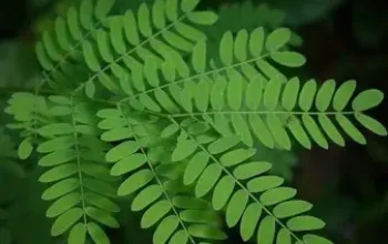 daun saga