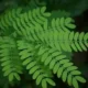 daun saga