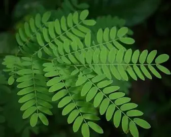 daun saga