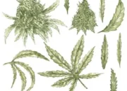 manfaat ganja