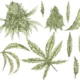 manfaat ganja