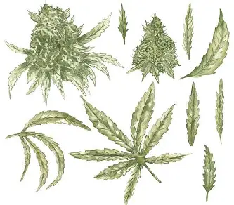 manfaat ganja