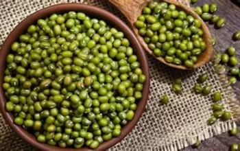 kacang hijau